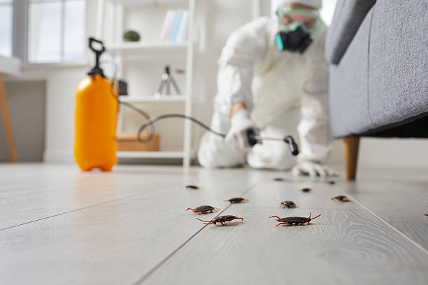 Post-Treatment Bed Bug Interceptor Monitoring in Tamaqua